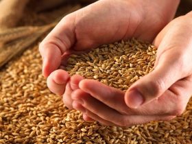 Benefits of Wheat
